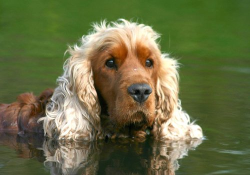 Roter English Cocker Spaniel