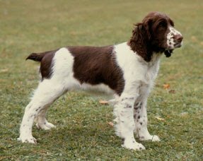 Springer Spaniel Inglés de paseo