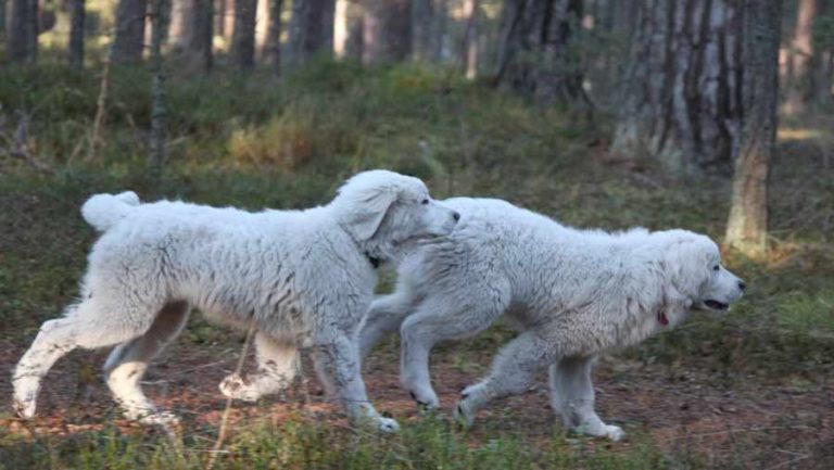 Tatra Shepherd Dog