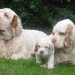 Clumber Spaniel