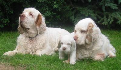 Portrait d'un Clumber Spaniel