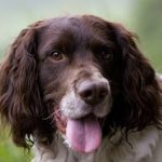 Wachtelhund allemand