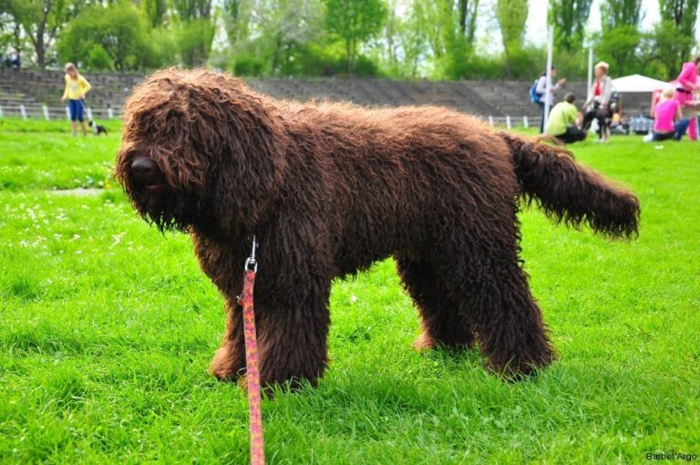 Barbet