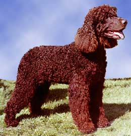 Irish Water Spaniel Foto