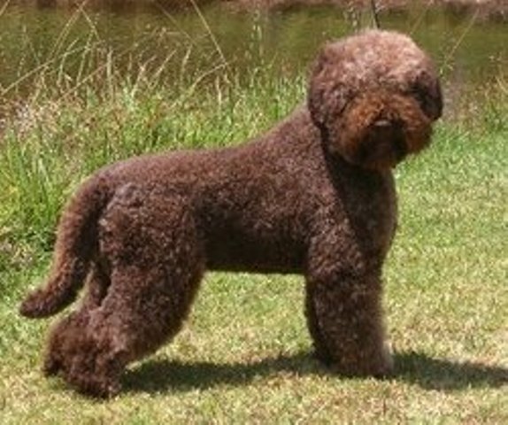 Lagotto Romagnolo adulto de cor marrom