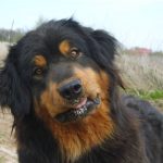 Buryat-Mongolian Wolfhound