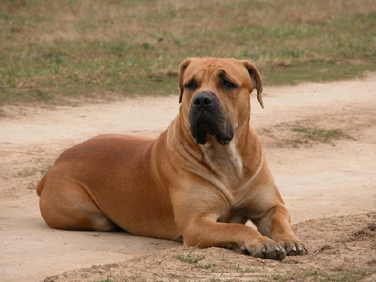 Boerboel sud-african