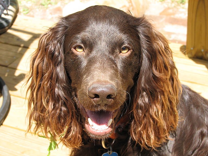 Boykin Spaniel sitting