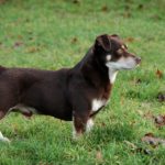 Lancashire Heeler
