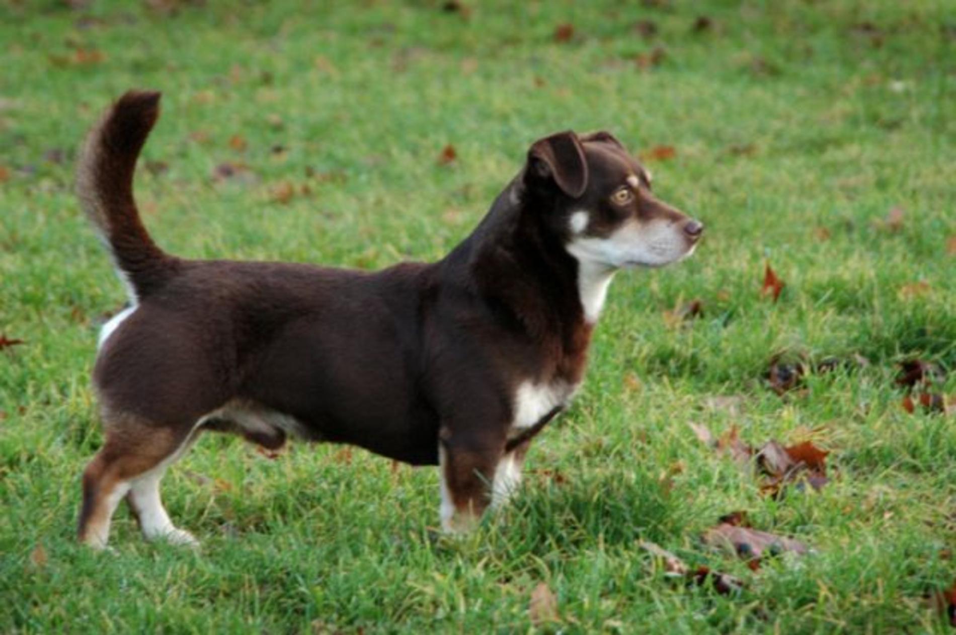 Lancashire Heeler pe iarbă