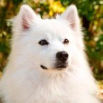 American Eskimo Dog