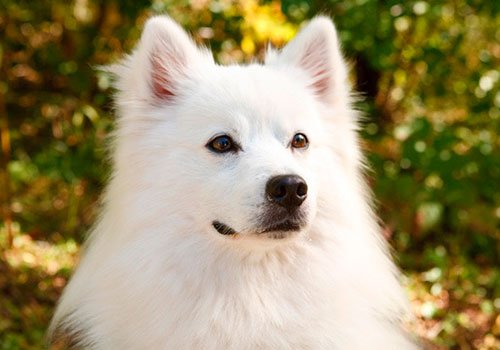 American Eskimo Dog Foto