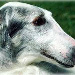 Afghan Hound