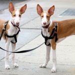 Ibizan Hound