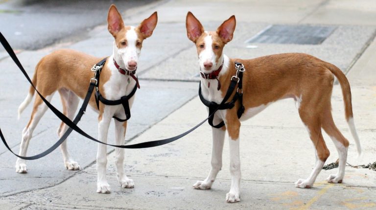 Podenco Ibicenco