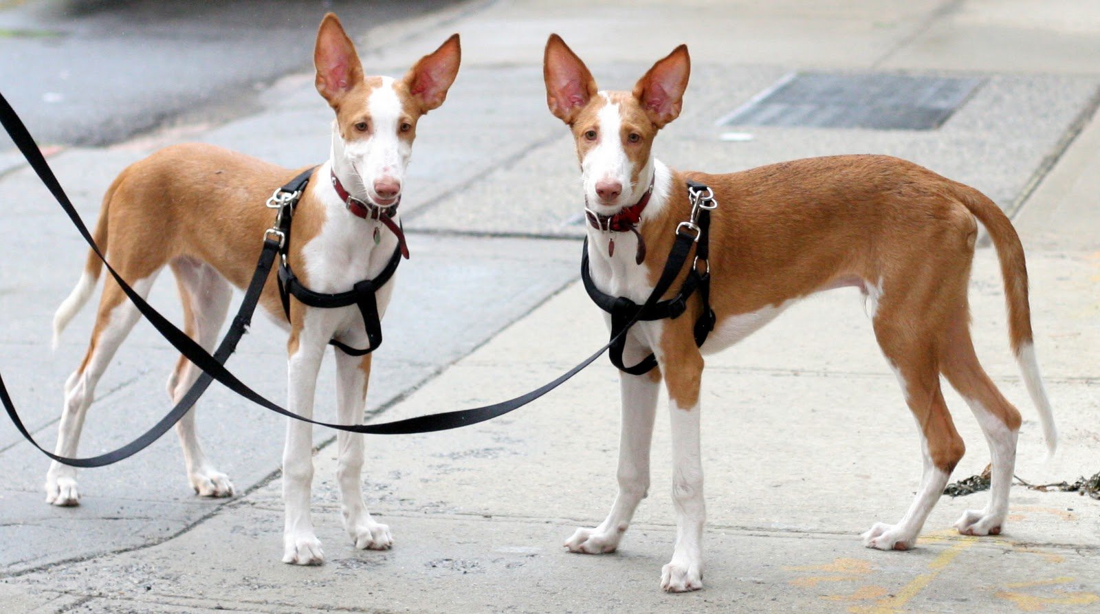 Foto Podenco Ibicenco