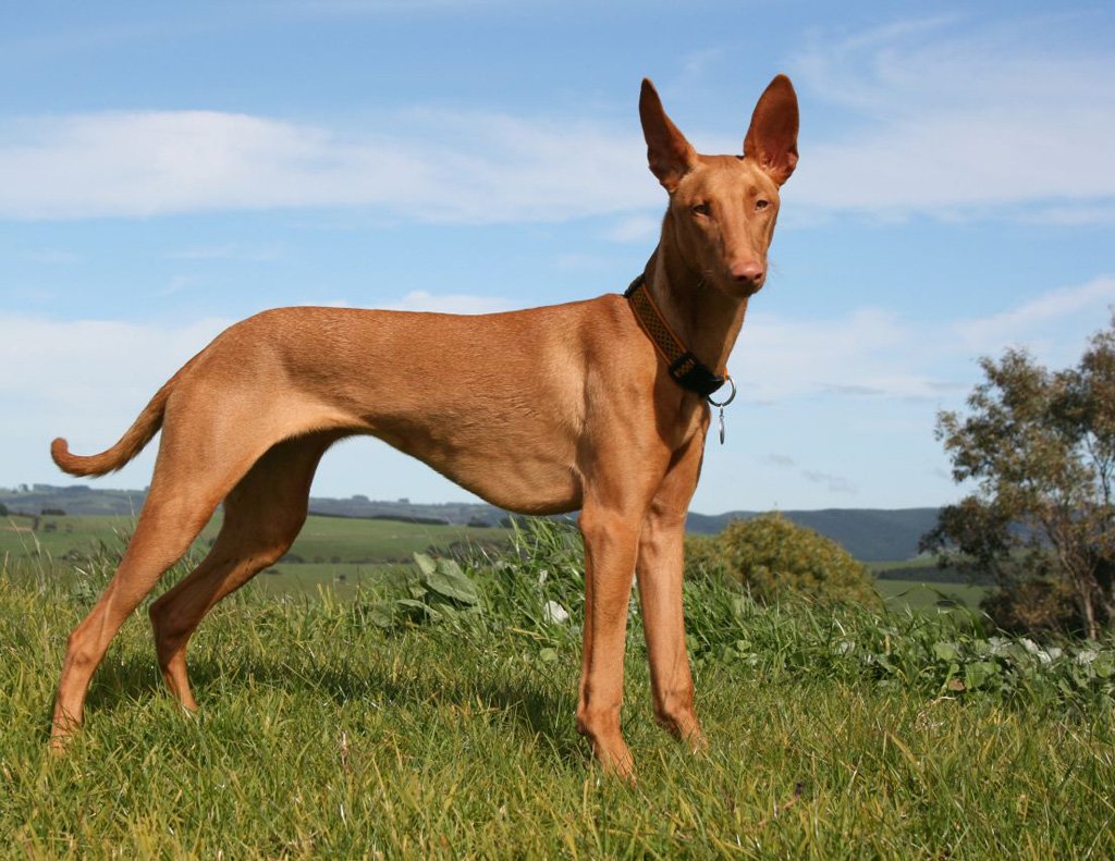 Chien Podenco Canario