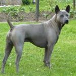 Taiwan Dog