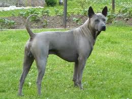 Taiwanhund Foto