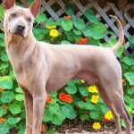 Thai Ridgeback