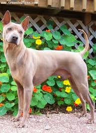 Thai Ridgeback de culoare roșcată