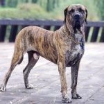Бразильський філа (бразильський мастиф, філа бразілейро)