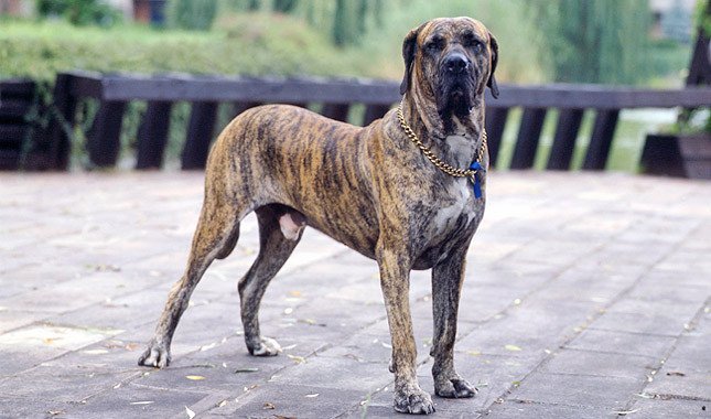 Brasilianischer Fila (Brasilianischer Mastiff, Fila Brazileiro) Foto