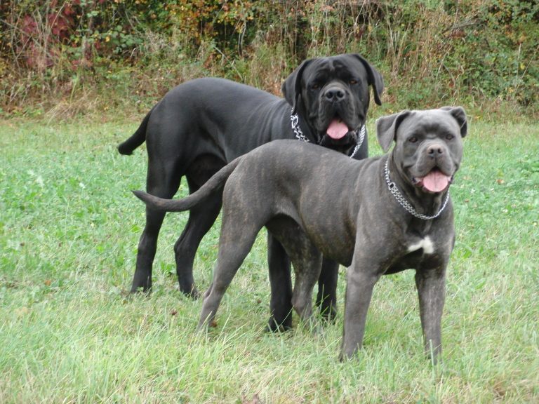 Cane Corso