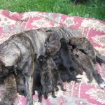 Канарський дог