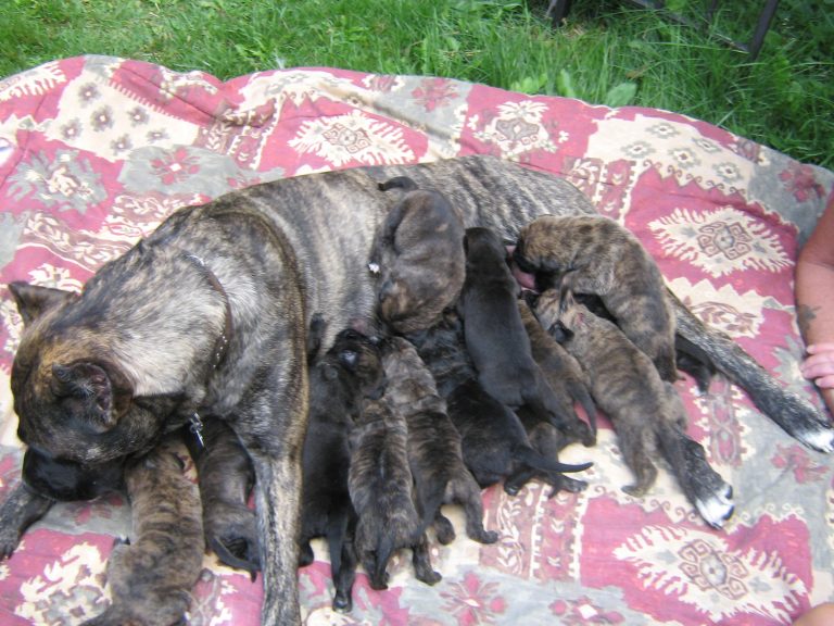 Dogo Canario