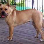 Ca de Bou (Perro Dogo Mallorquin)