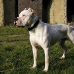Argentine Dogo (Dogo Argentino)