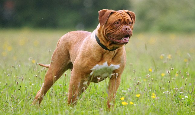 Un Dogue de Bordeaux la o expoziție