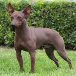 Американський голий тер’єр