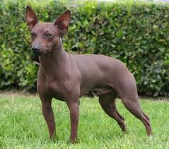 Amerikanischer Nacktterrier Foto