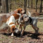 American English Coonhound