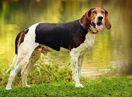 Coonhoundul de copac