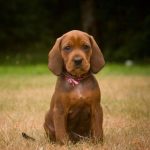 Redbone Coonhound