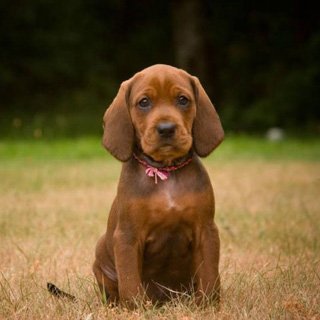 Redbone Coonhound photo