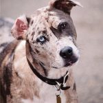Catahoula Leopard Dog