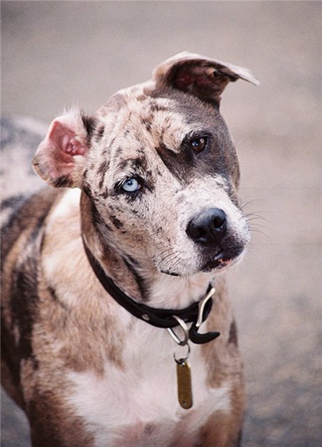 Pies Leopard Catahoula na polowaniu