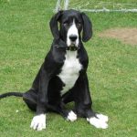 Dog niemiecki