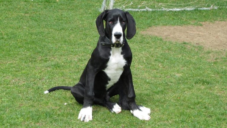 Dog niemiecki