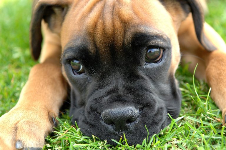 Boxerul German