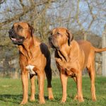 Tosa Inu (Japanese Mastiff)