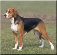 Hamilton-Laufhund beim Spaziergang