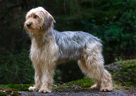 Bosnischer Rauhaariger Laufhund