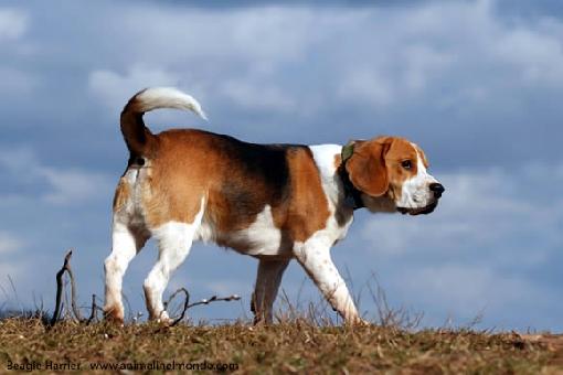 Beagle-Harrier foto