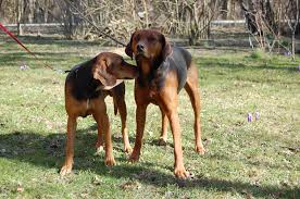 Foto do Cão de Caça de Schiller