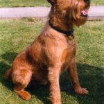 Irish Terrier